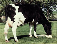 cow